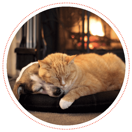 A cat and dog sleeping in front of a fireplace