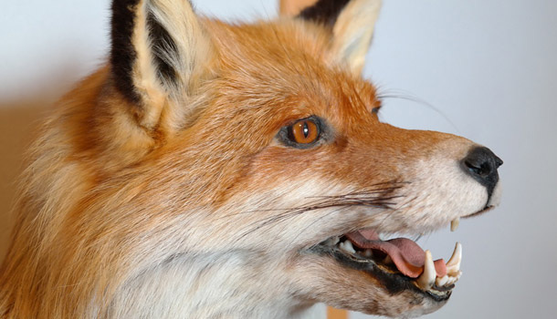 RABIES AWARENESS: PREVENTION IS KEY | University of Illinois College of Veterinary Medicine | University of Illinois College of Veterinary Medicine RABIES AWARENESS: PREVENTION IS KEY | University of Illinois College of Veterinary Medicine | University of Illinois College of Veterinary Medicine