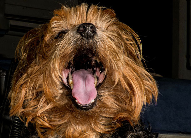 white stuff in dog's mouth