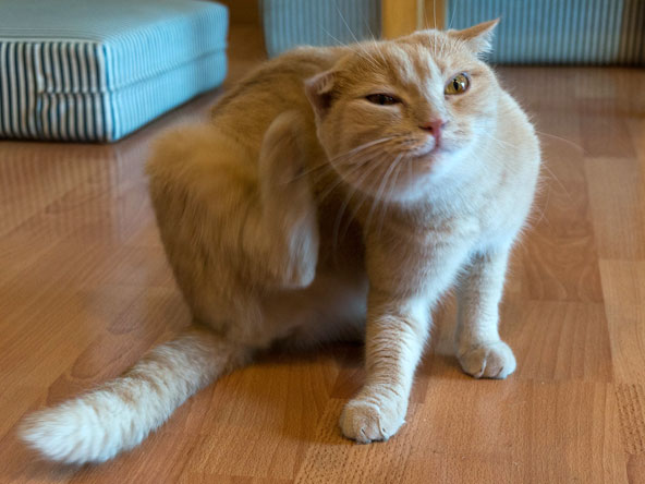 cat scratching