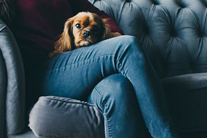 dog on lap