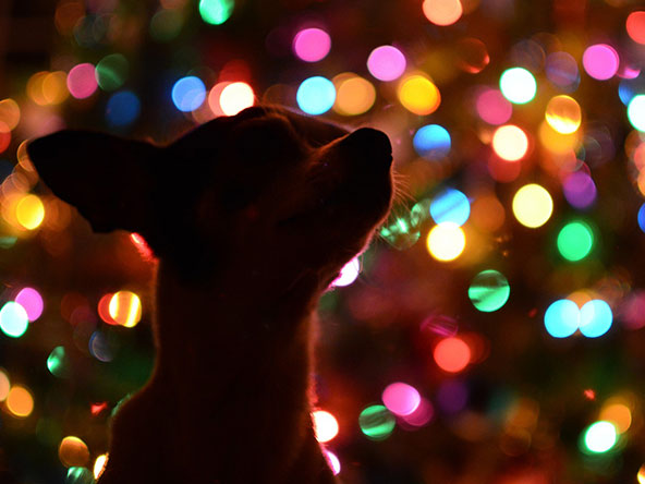dog by Christmas lights