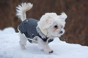 dog walking in snow