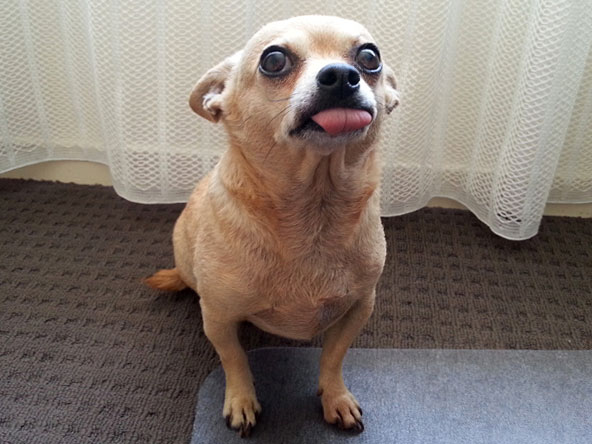 dog sticking tongue out
