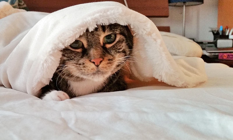 [cat peeking from under covers]