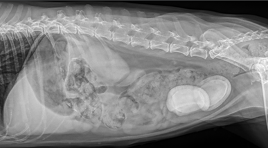 can dogs pass bladder stones