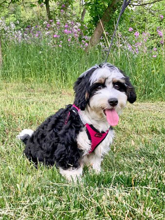 [Dr. Sullivan's puppy, Winnie]
