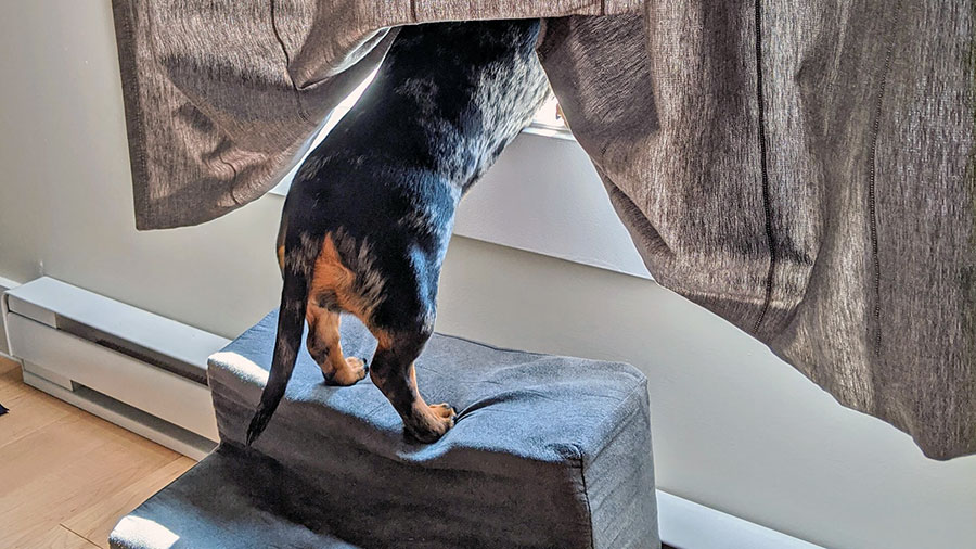 dachshund looking out a window