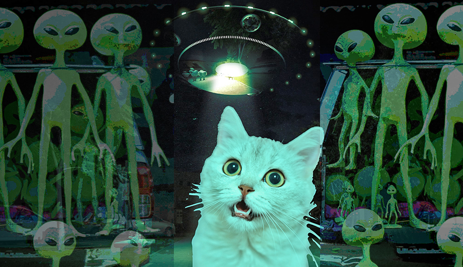 A cat looks scared by a UFO and aliens