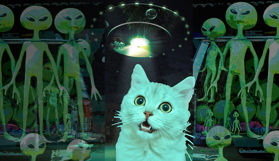 Scaredy Cat” Meaning: someone who is easily frightened Example