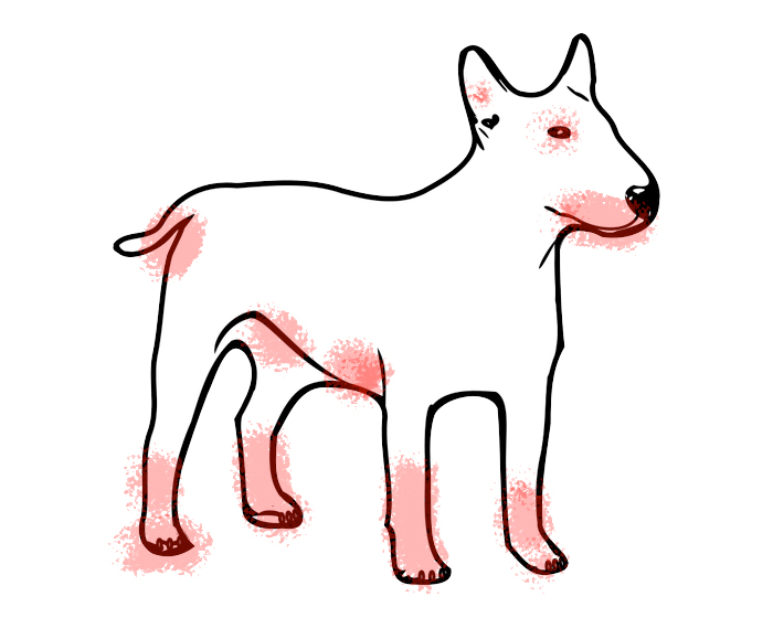 Diagram of areas on a dog that are commonly affected by allergies 