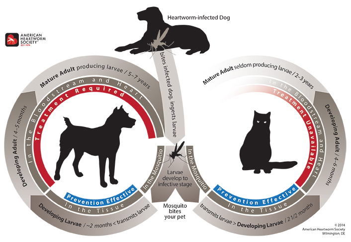 Graphic depicting the life cycle of heartworms, courtesy of the American Heartworm Society.