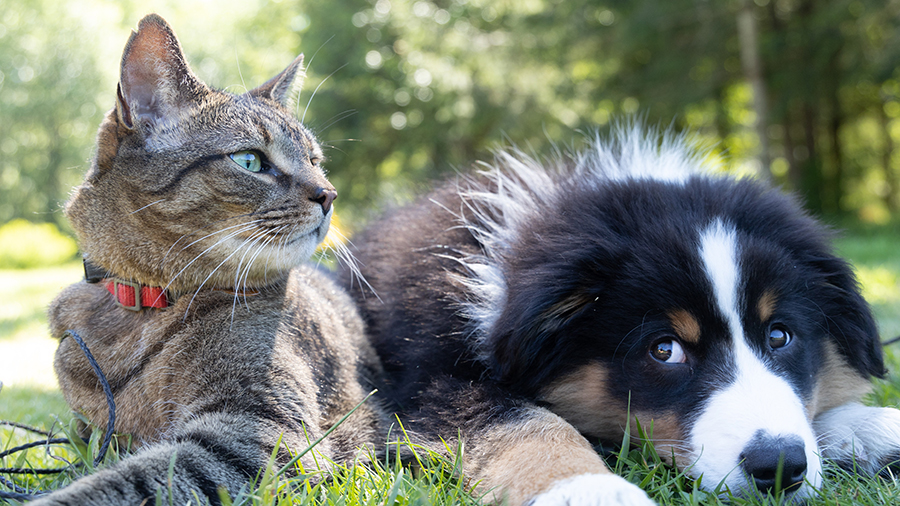 A cat and dog lying together on the grass