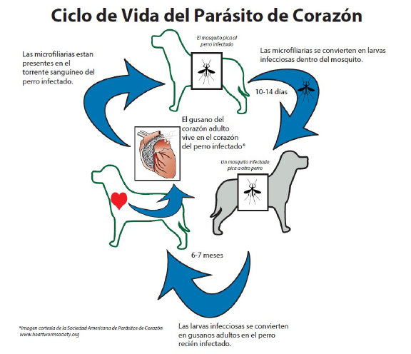 Gráfico que representa el ciclo de vida de los gusanos del corazón, cortesía de la American Heartworm Society.