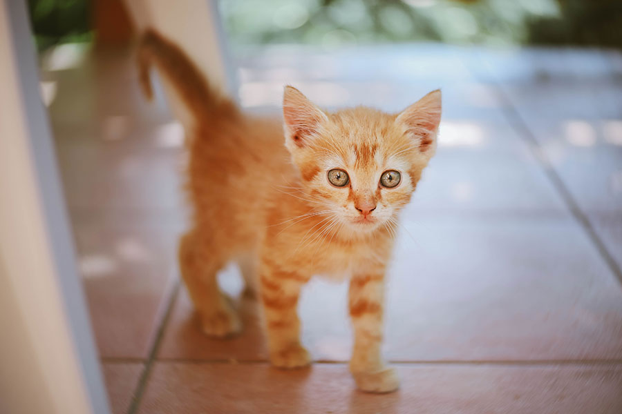 orange stripe kitty walking toward camera