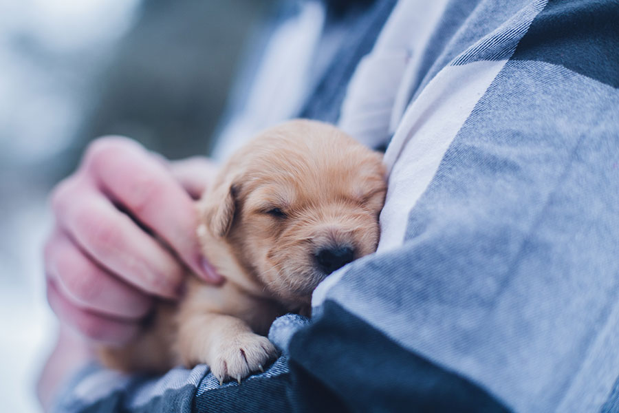 very young puppy being snuggled in someone's arms