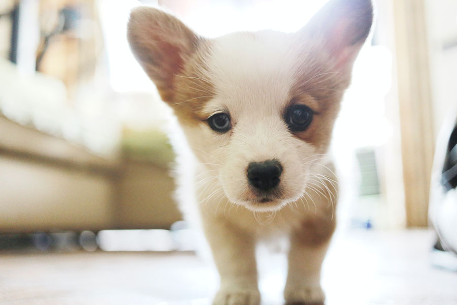 puppy up close with light behind