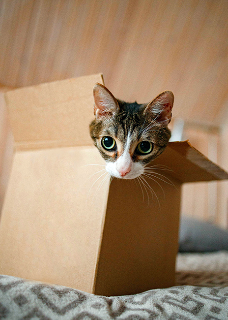 A cat poking its head out of the corner of a box