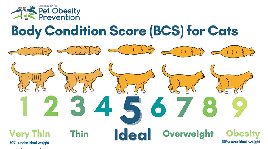 Body Condition Score for cats