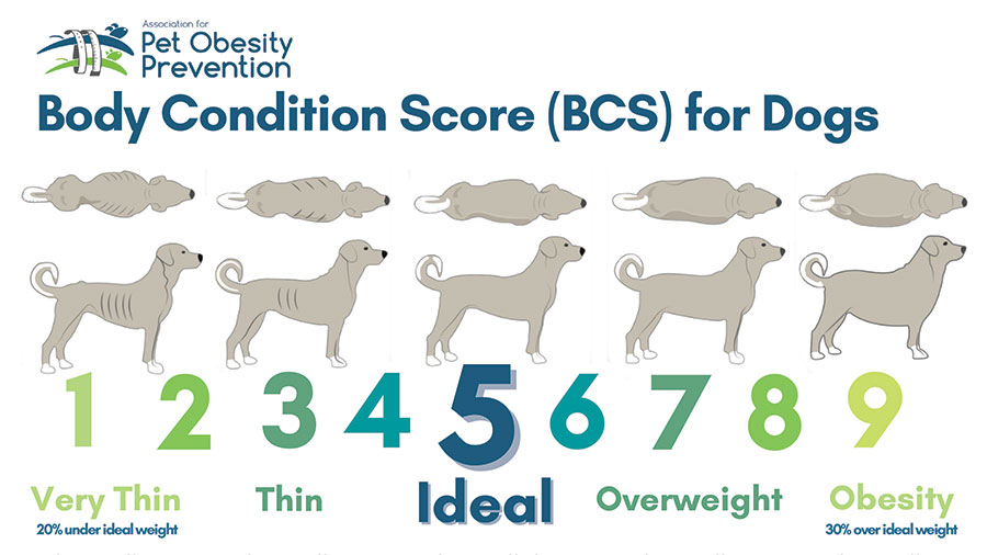 Body Condition Score for Dogs