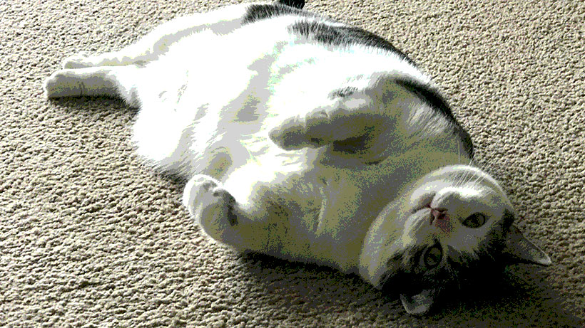 overweight cat lying on its back