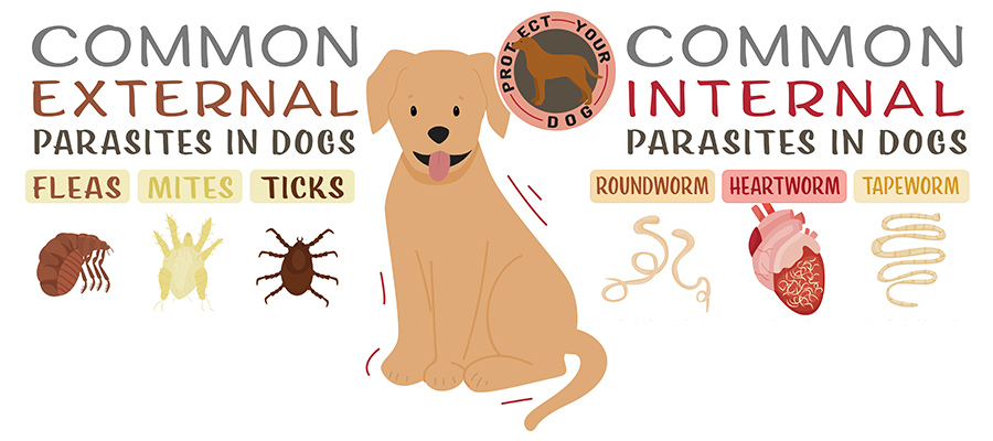 Common External Parasites in Dogs: Fleas, Mites, Ticks; Common Internal Parasites in Dogs: Roundworm, Heartworm, Tapeworm