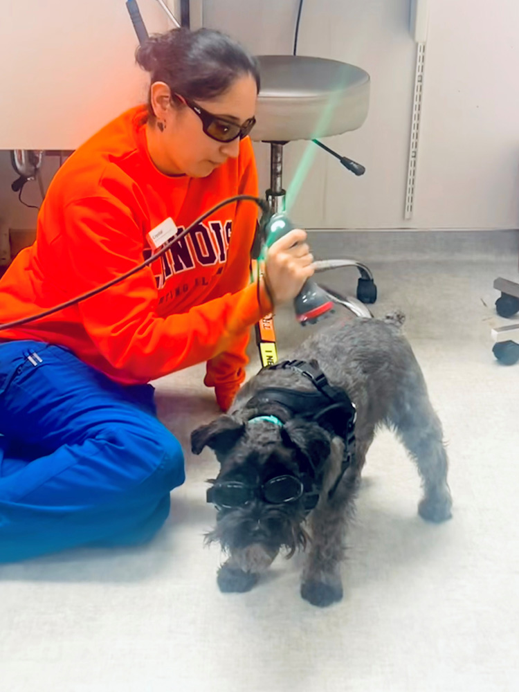 Woman in orange sweatshirt delivers laser therapy to gray dog