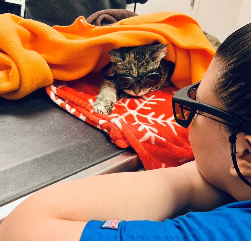 Cat wrapped in blankets is watched by veterinary assistant. Both wear eye protection.
