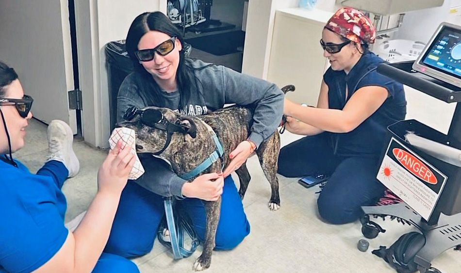 Three women wearing eye protection distract, hold, and deliver laser therapy to a dog wearing eye protection