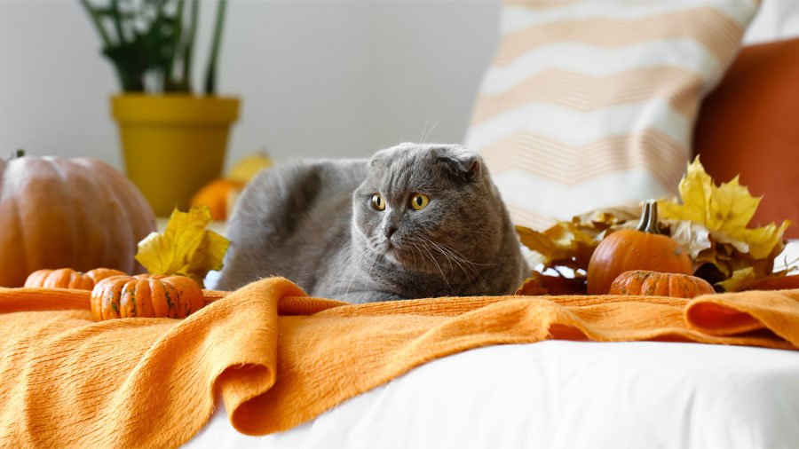 Scottish fold cat on a couch strewn with fall leaves and gourds