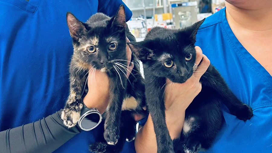 Two kittens visiting the Medical District Veterinary Clinic