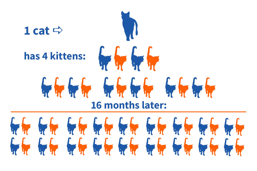 Graphic showing one female cat and her kittens can generate more than 48 cats in 16 months