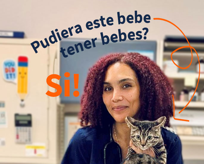 ¿Pudiera este bebé tener bebes? ¡Sí! Foto de un gatito de 4 meses.