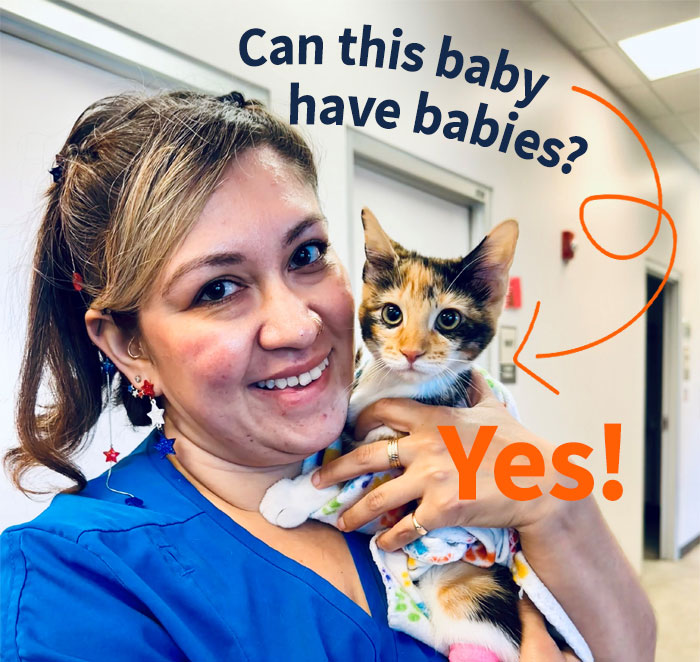 Can this baby have babies? Yes! photo of 4-mo-old kitten