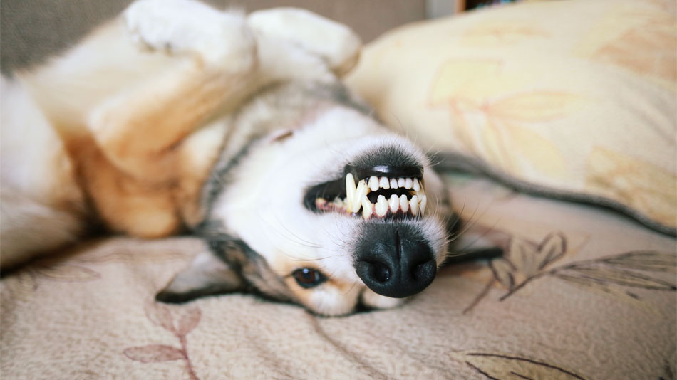 dog lying on its back showing teeth