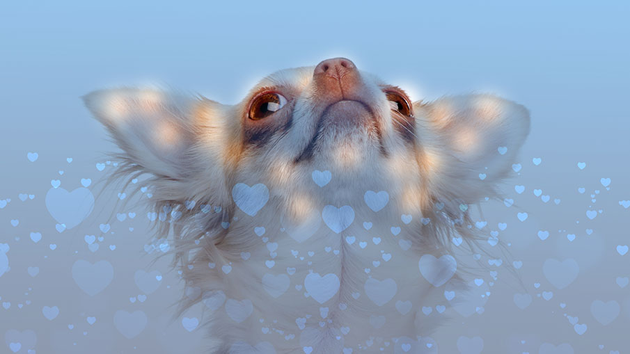 a Chihuahua looks up amid a field of light blue heart shapes