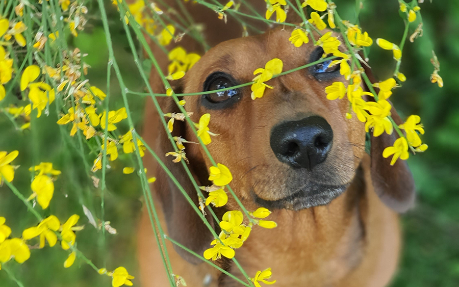 dachshund looking through spring flowers