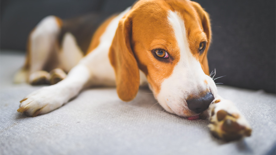 beagle chewing its leg