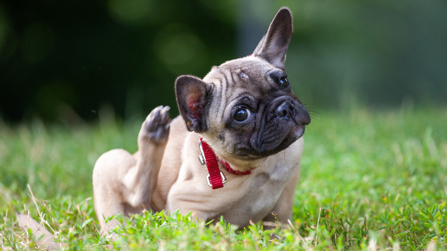bulldog scratching while sitting in grass