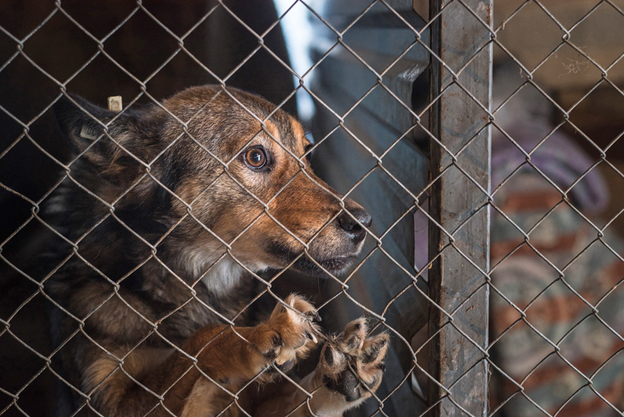 dog in quarantine