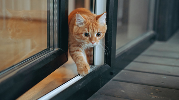 orange tabby going outside through open door