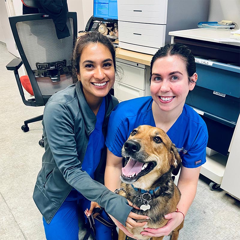 Our dental team with a canine patient