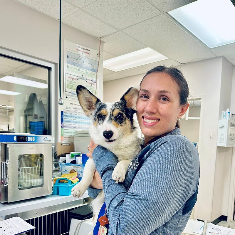 A staff member holding a canine patient