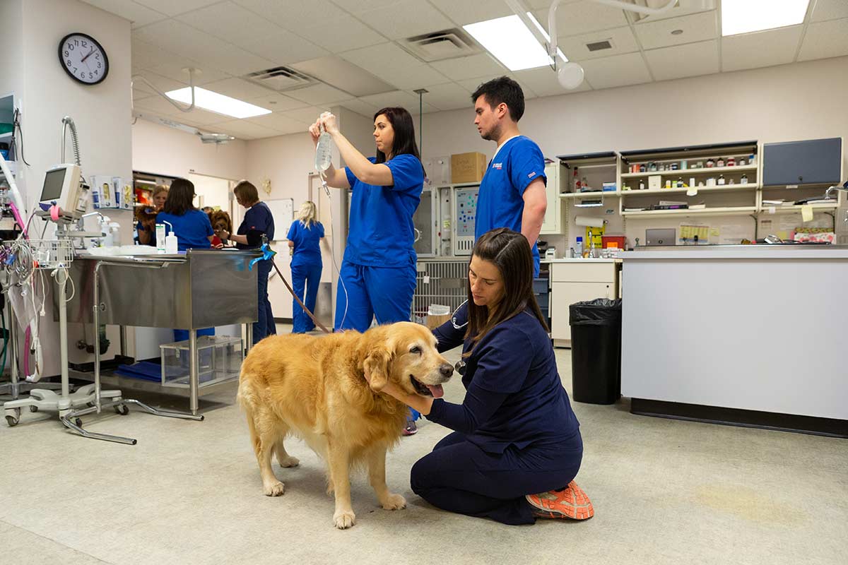 Our team caring for an older dog
