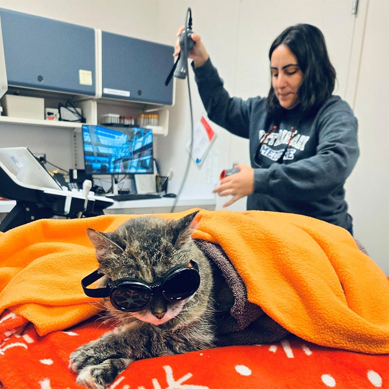 Laser therapy with a pup
