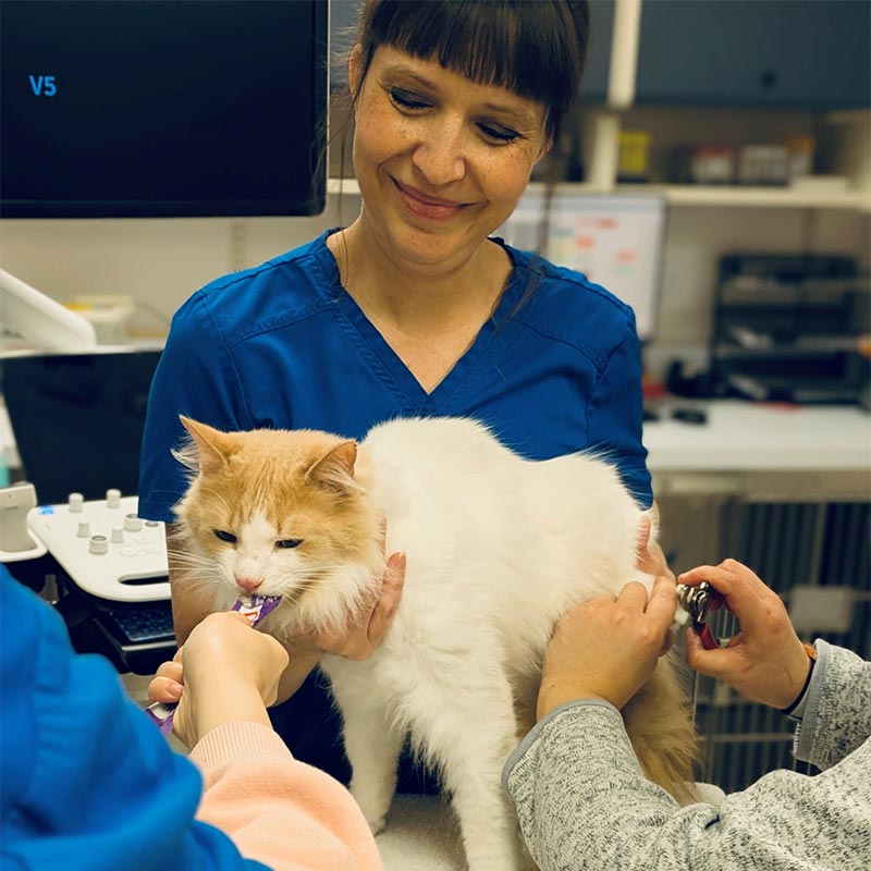 Trimming a cat's claws