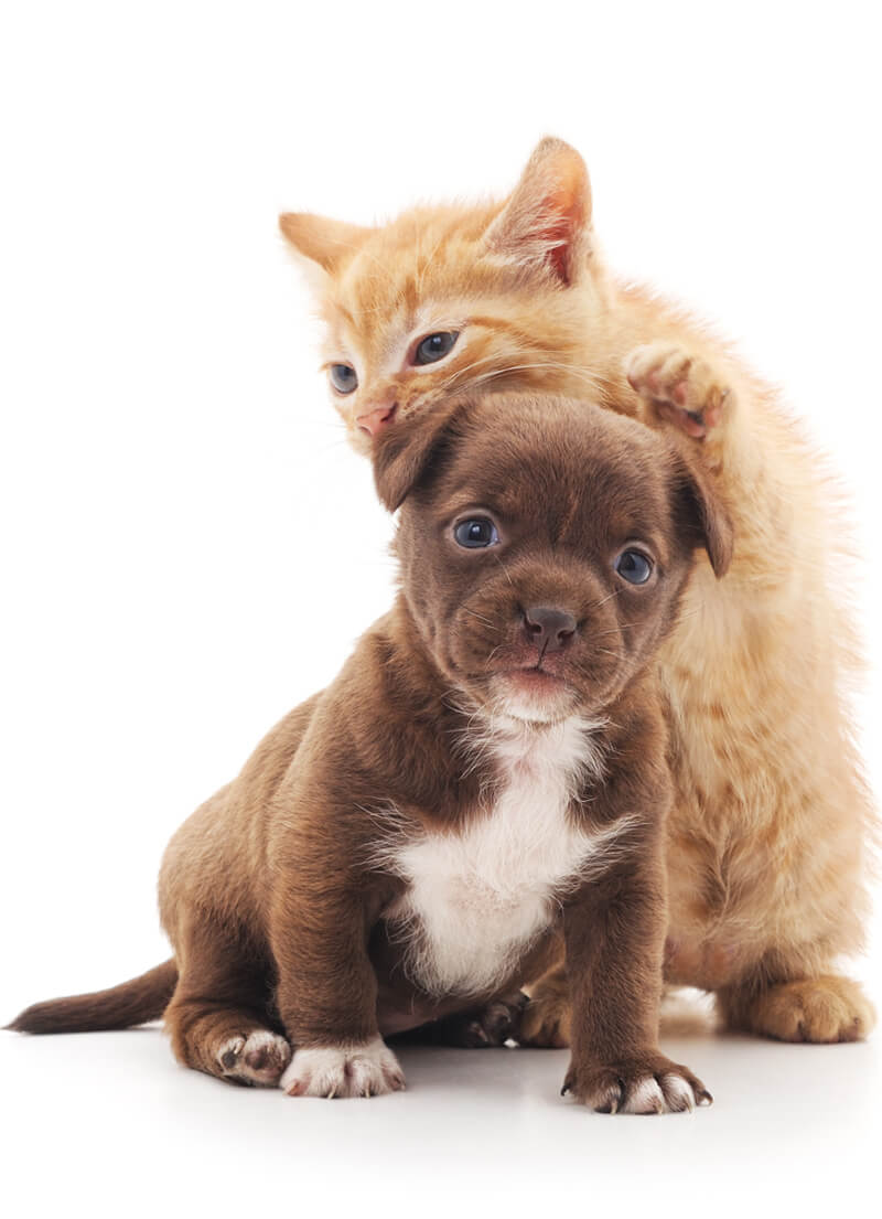 puppy and kitten posing for photo
