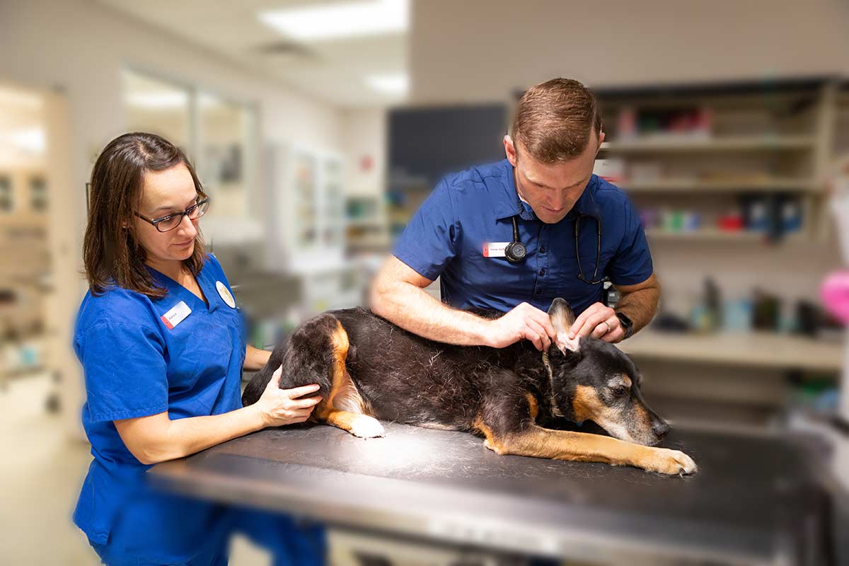 Our team caring for an older dog