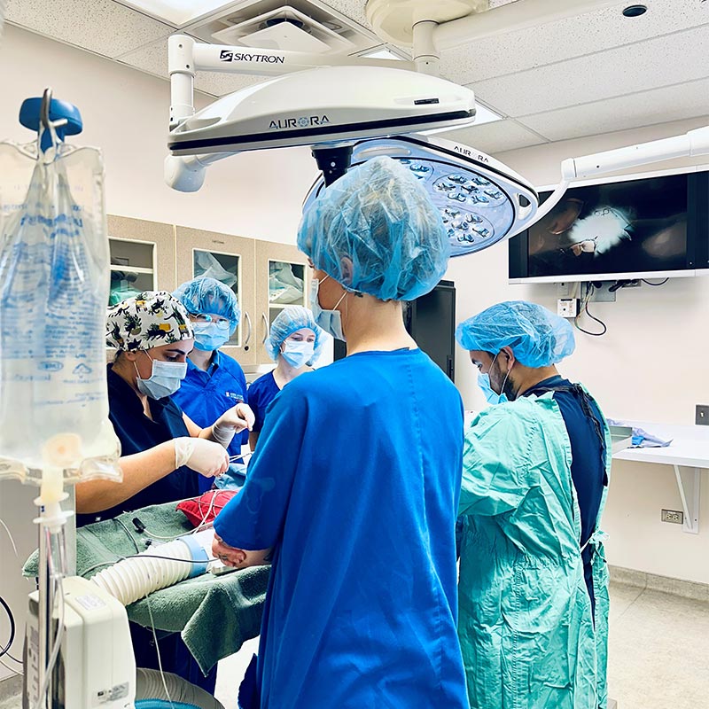 Our team performing a surgery