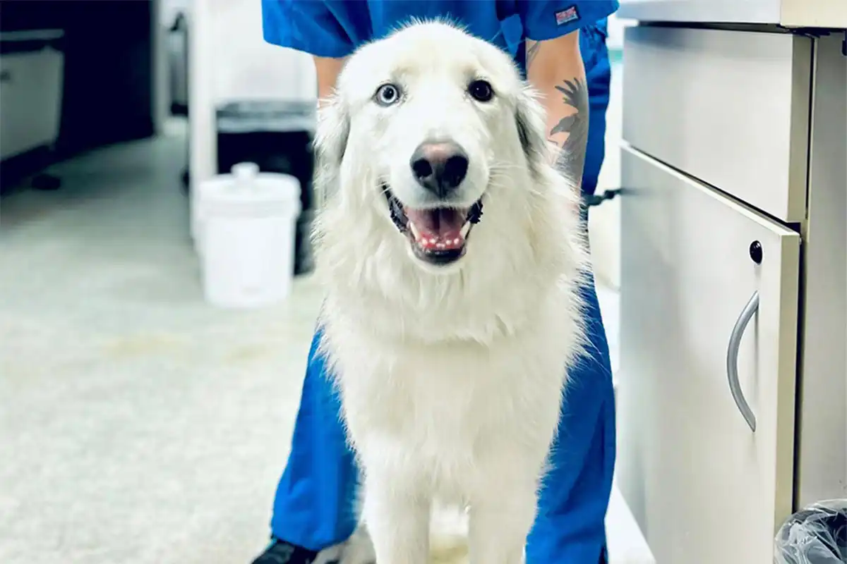White dog with heterochromia